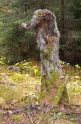 Gnarled tree, Montana-Crans Switzerland